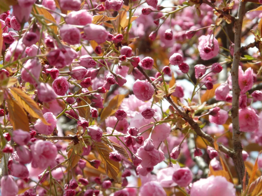 Cherry Blossom Pink White Petal Spring warm Branch
