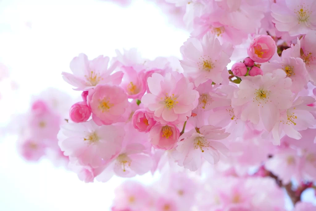 Cherry Blossom Pink White Yellow Petal warm Bloom
