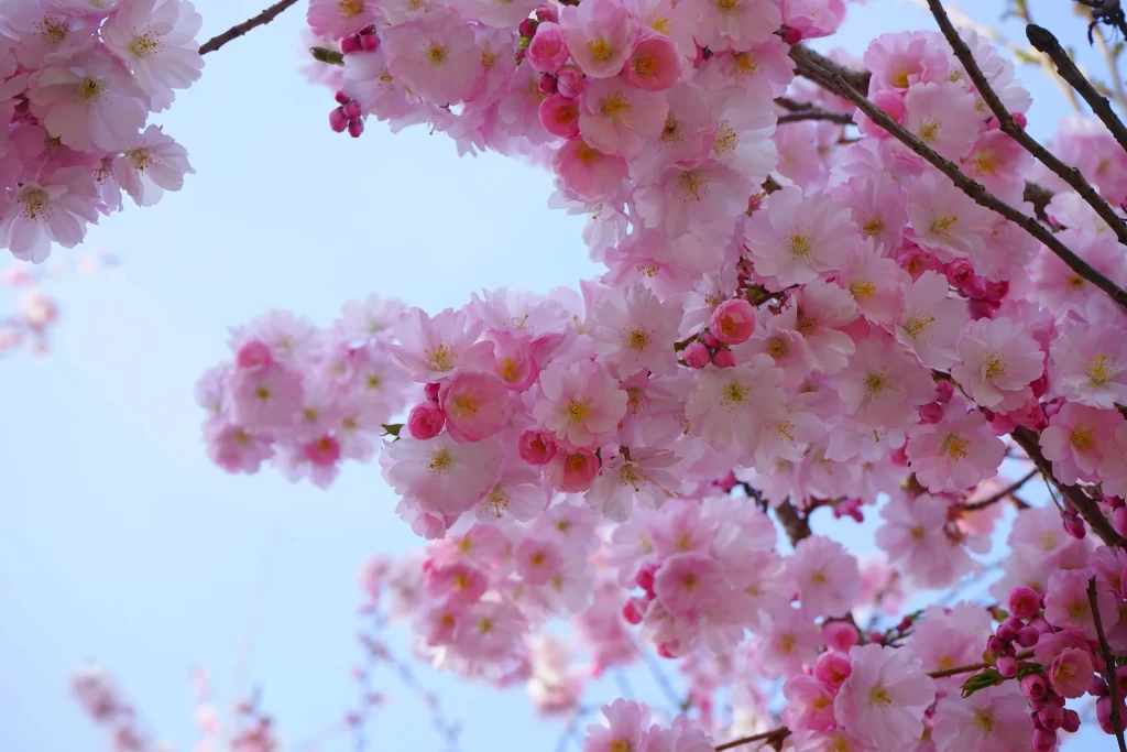 Cherry Blossom Pink White Yellow Petal gray Branch