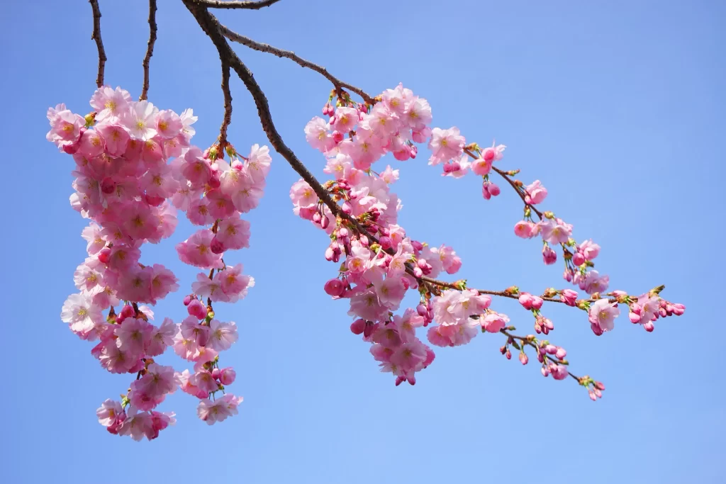 Cherry Blossom Pink White Blue Sky cool Branch