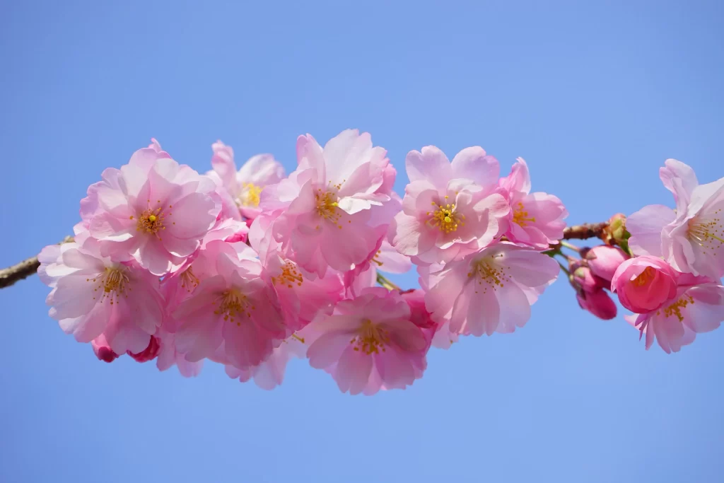 Cherry Blossom Pink White Yellow Blue cool Sky