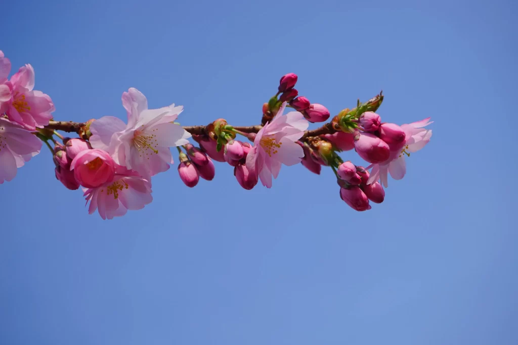 Cherry Blossom Pink White Blue cool Sky