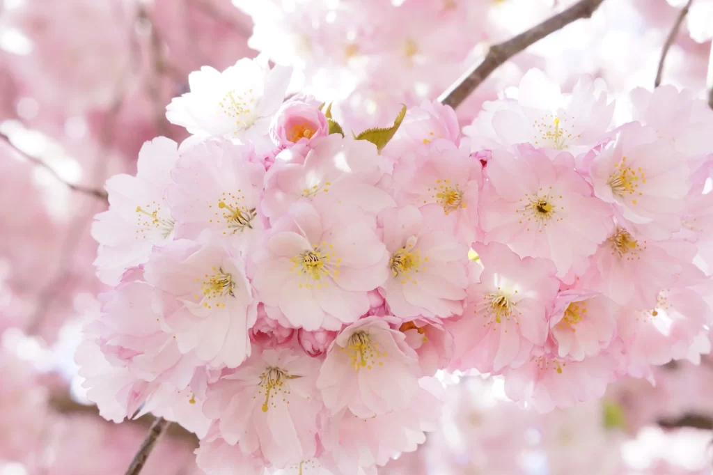 Cherry Blossom Pink White Petal Spring warm Branch