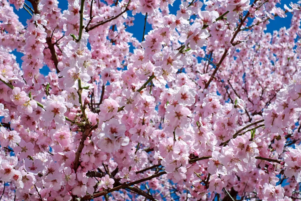 Cherry Blossom Pink White Blue gray Sky