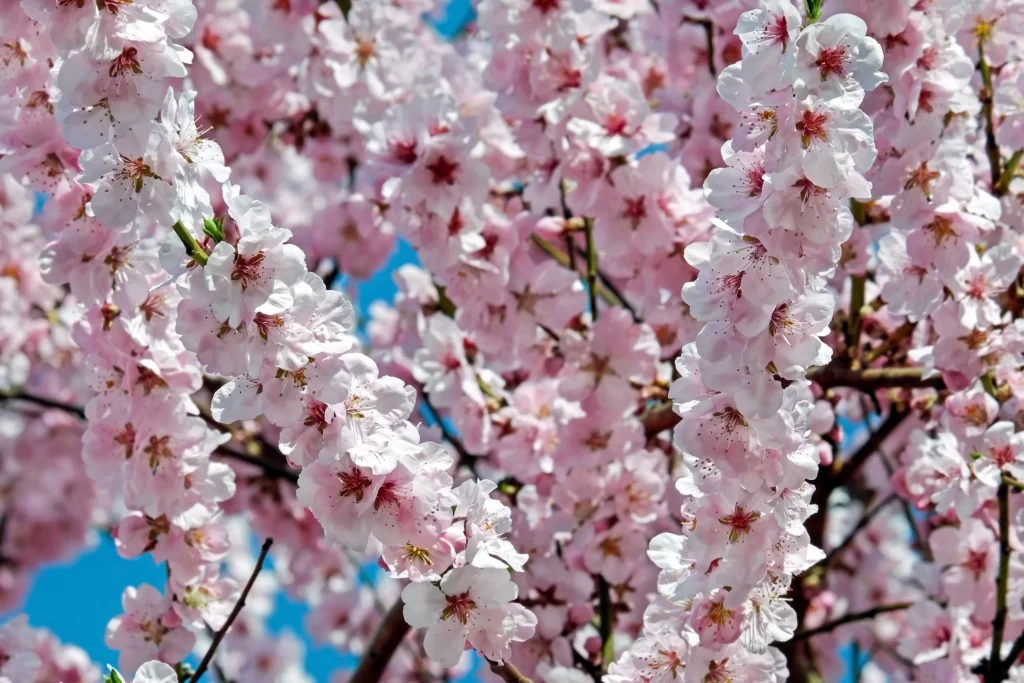 Cherry Blossom Pink White Blue gray Sky