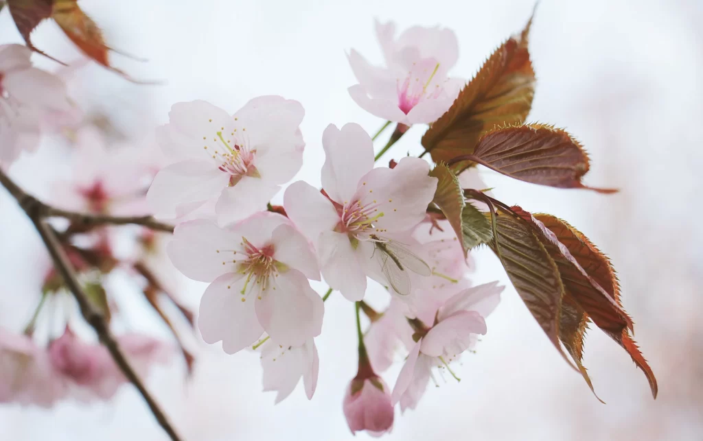 Cherry Blossom Pink White Petal Spring gray Branch