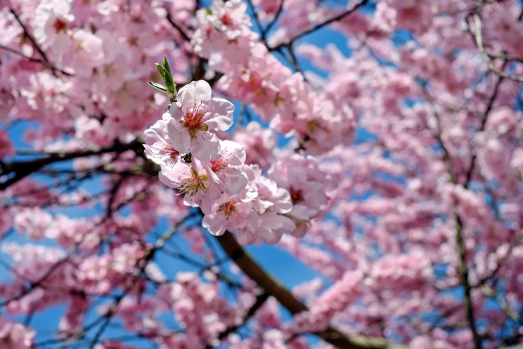 Cherry Blossom Pink White Blue Sky gray Branch