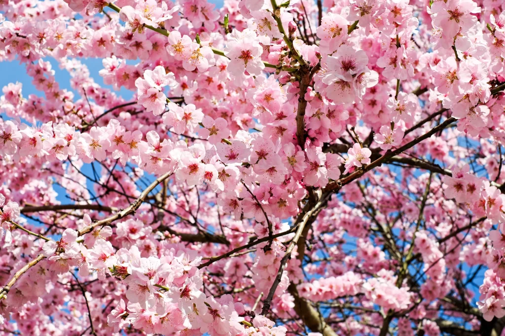 Cherry Blossom Pink White Blue warm Sky