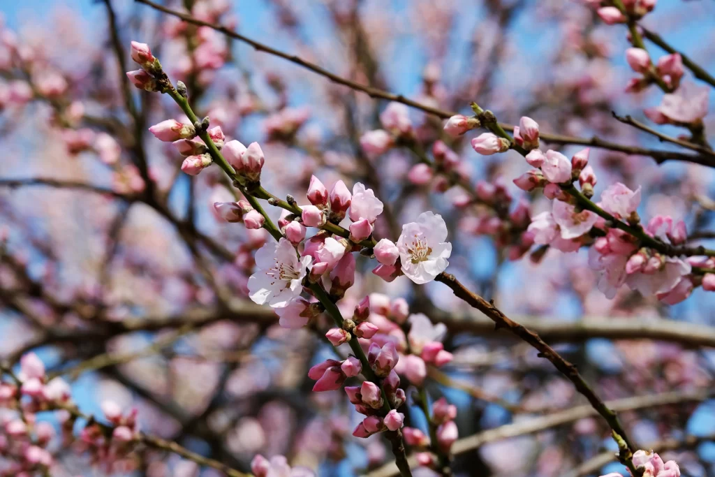 Cherry Blossom Pink White Blue Sky gray Branch