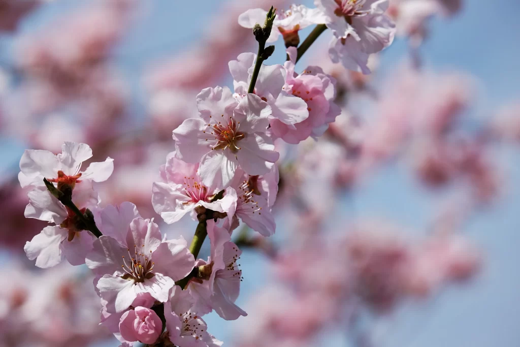 Cherry Blossom Pink White Petal Spring gray Branch