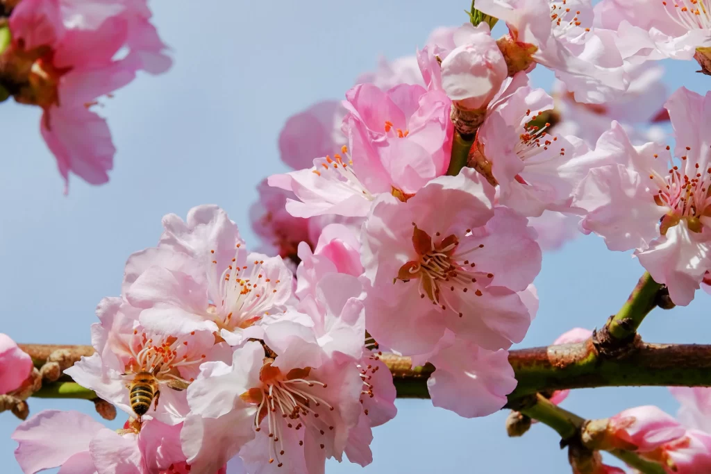 Cherry Blossom Pink White Petal Spring gray Branch