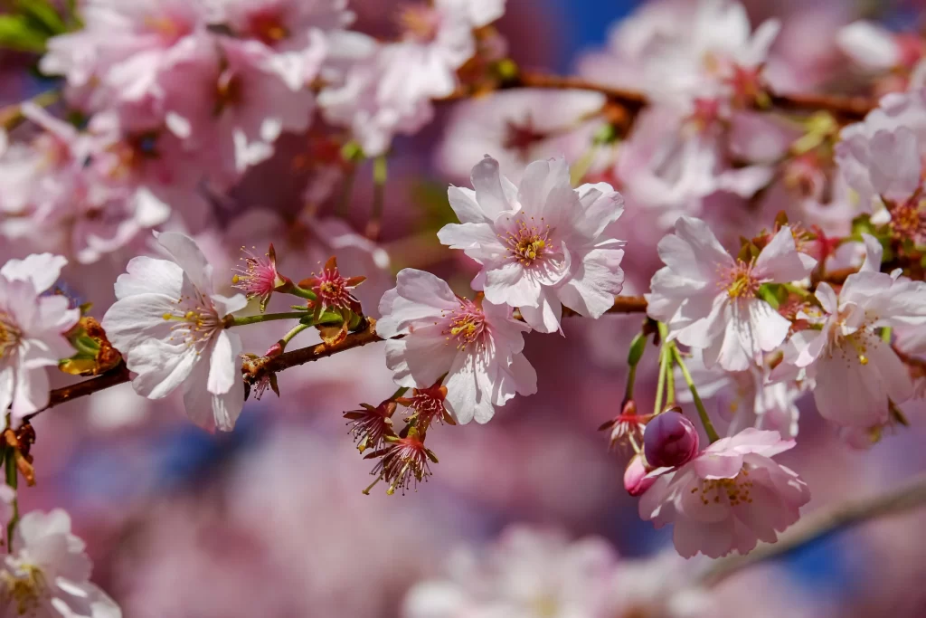 Cherry Blossom Pink White Petal Spring warm Branch