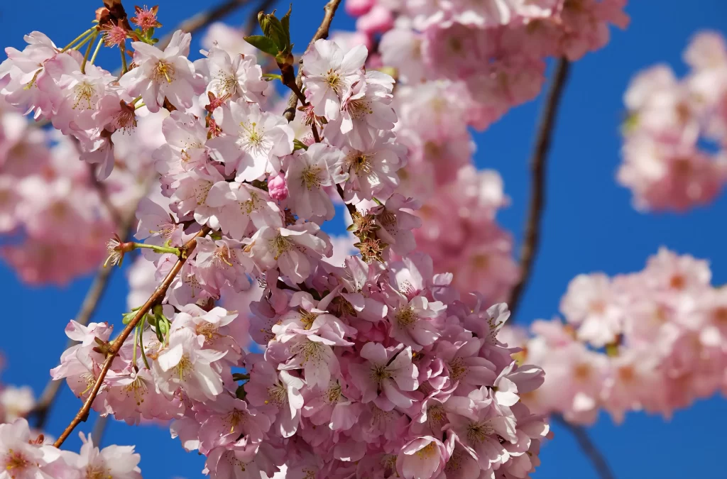 Cherry Blossom Pink White Blue gray Sky