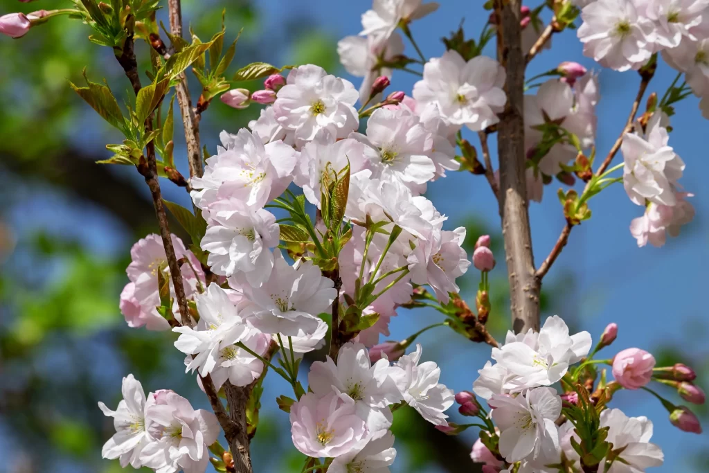 Cherry Blossom Pink White Green Blue gray Sky