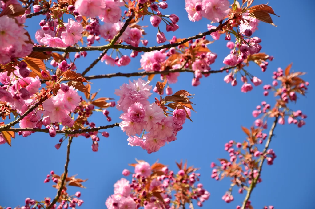 Cherry Blossom Pink White Blue Sky cool Branch