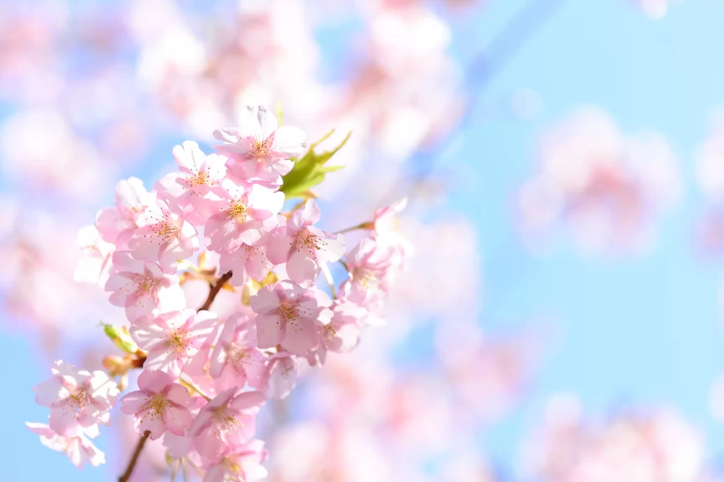 Cherry Blossom Pink White Blue Sky