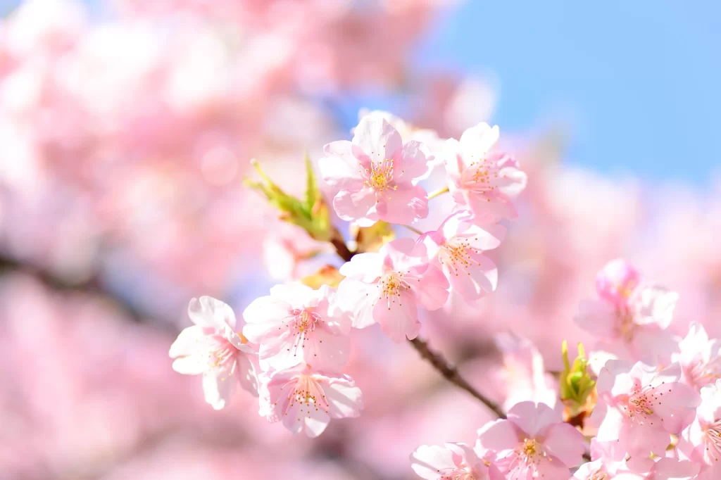 Cherry Blossom Pink White Blue gray Sky