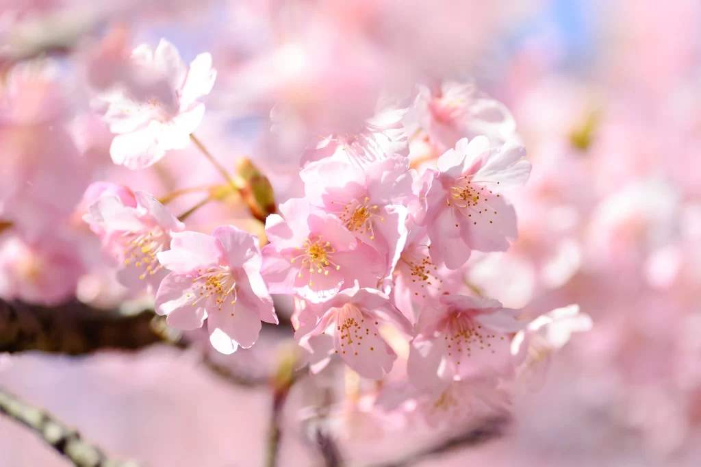 Cherry Blossom Pink White Yellow Petal warm Bloom