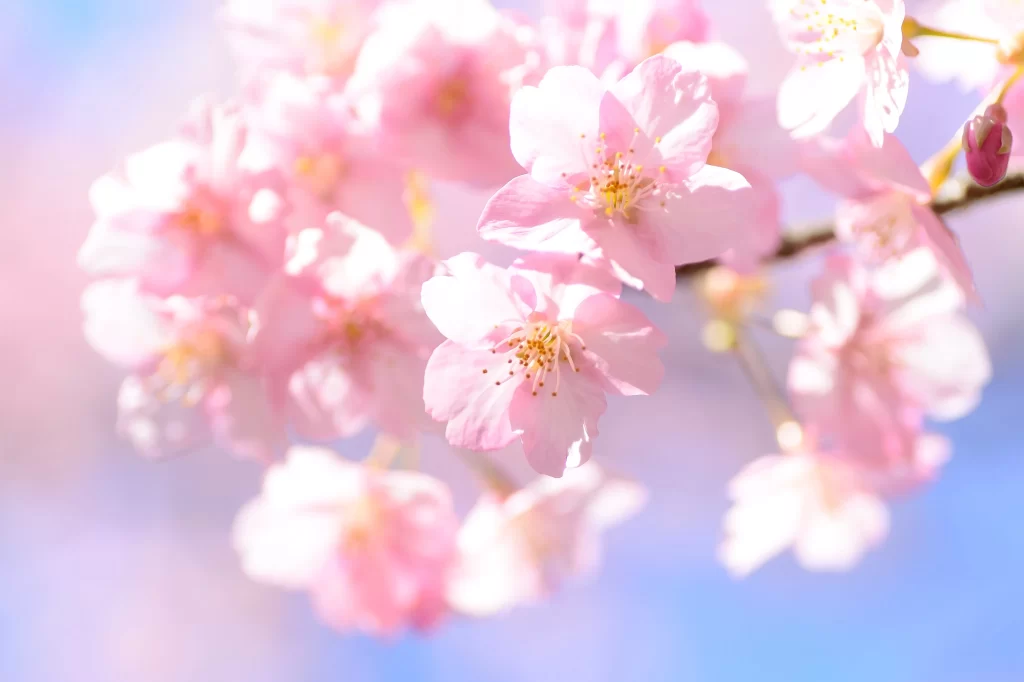 Cherry Blossom Pink White Blue gray Sky