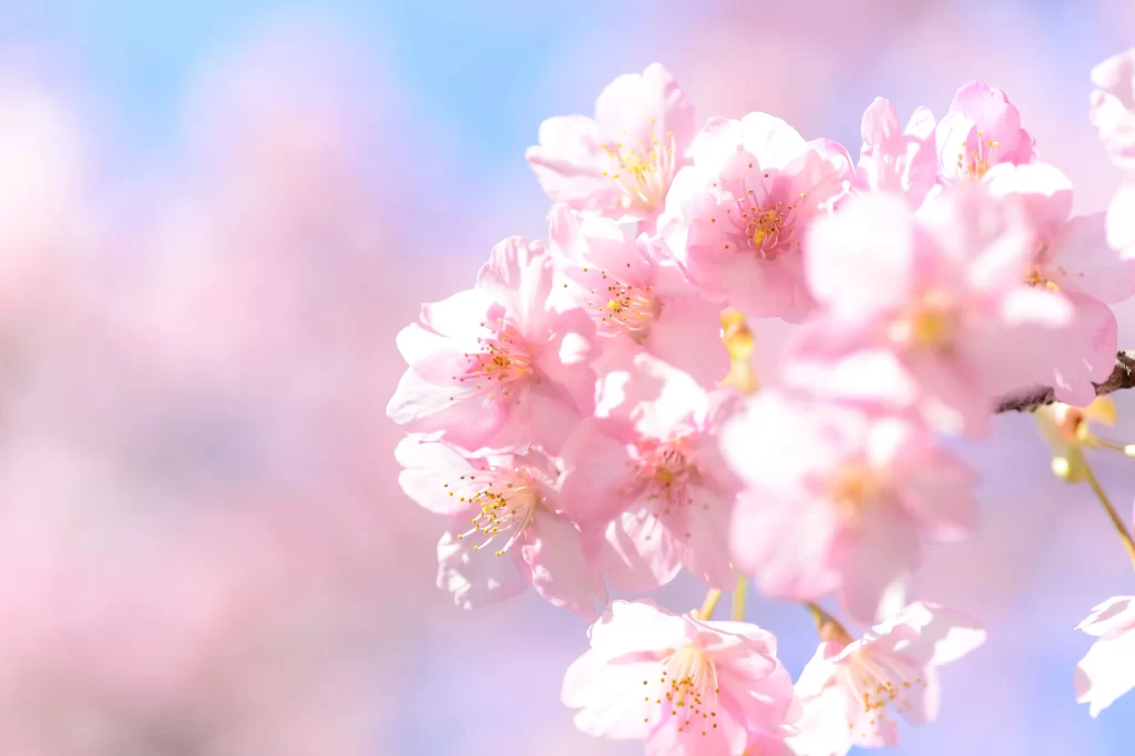 Cherry Blossom Pink White Yellow Petal Branch