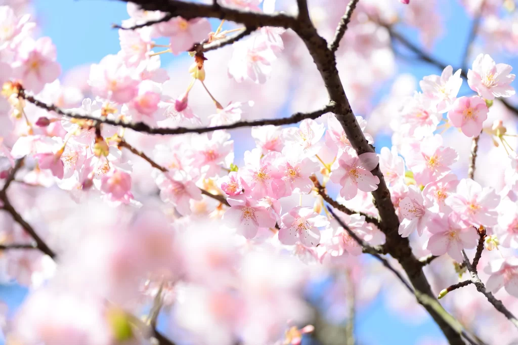 Cherry Blossom Pink White Blue Sky gray Branch