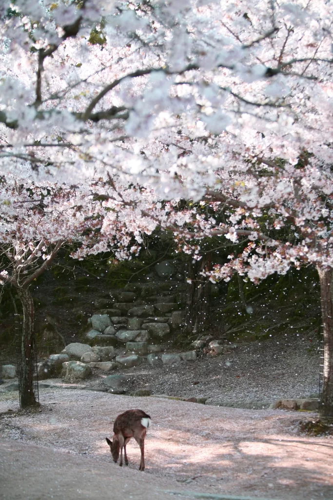 Cherry Blossom Pink White Petals Deer Nature