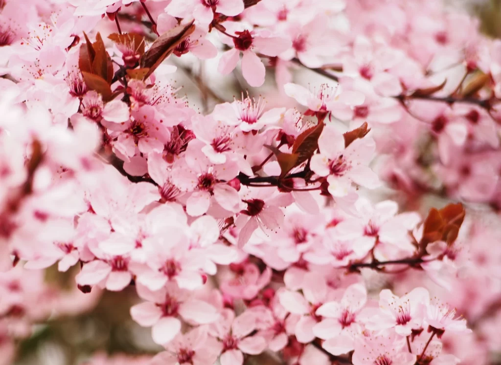 Cherry Blossom Pink White Petal Spring warm Branch