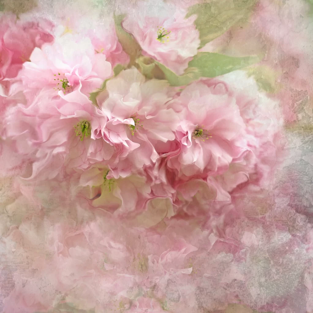 Cherry Blossom Pink White Green Petal Spring