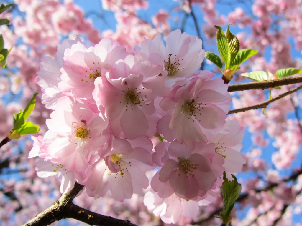 Cherry Blossom Pink White Green Blue gray Sky