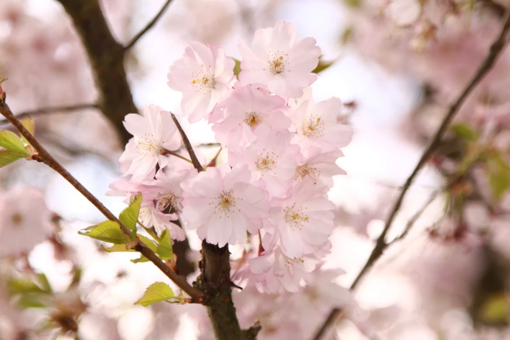 Cherry Blossom Pink White Petal Spring gray Branch