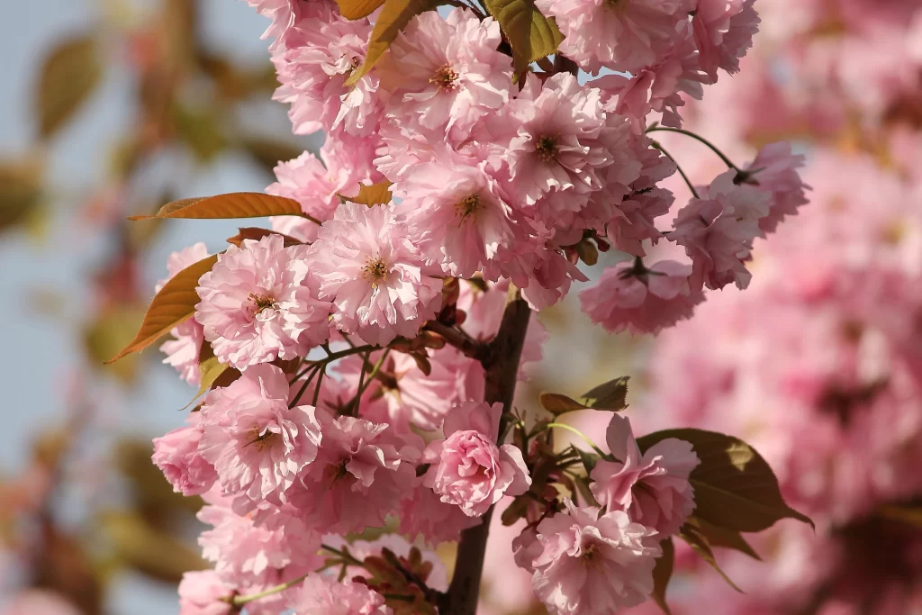 Cherry Blossom Pink White Petal Spring warm Branch