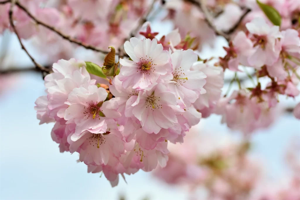Cherry Blossom Pink White Petal Spring gray Branch