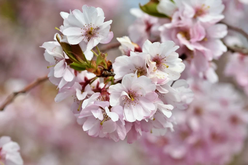 Cherry Blossom Pink White Petal Spring gray Branch