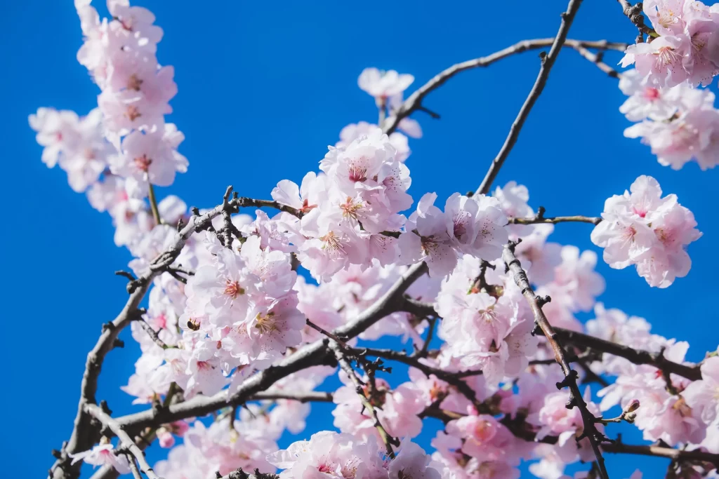 Cherry Blossom Pink White Blue Sky cool Branch