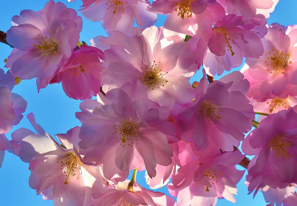 Cherry Blossom Pink White Yellow Blue warm Sky