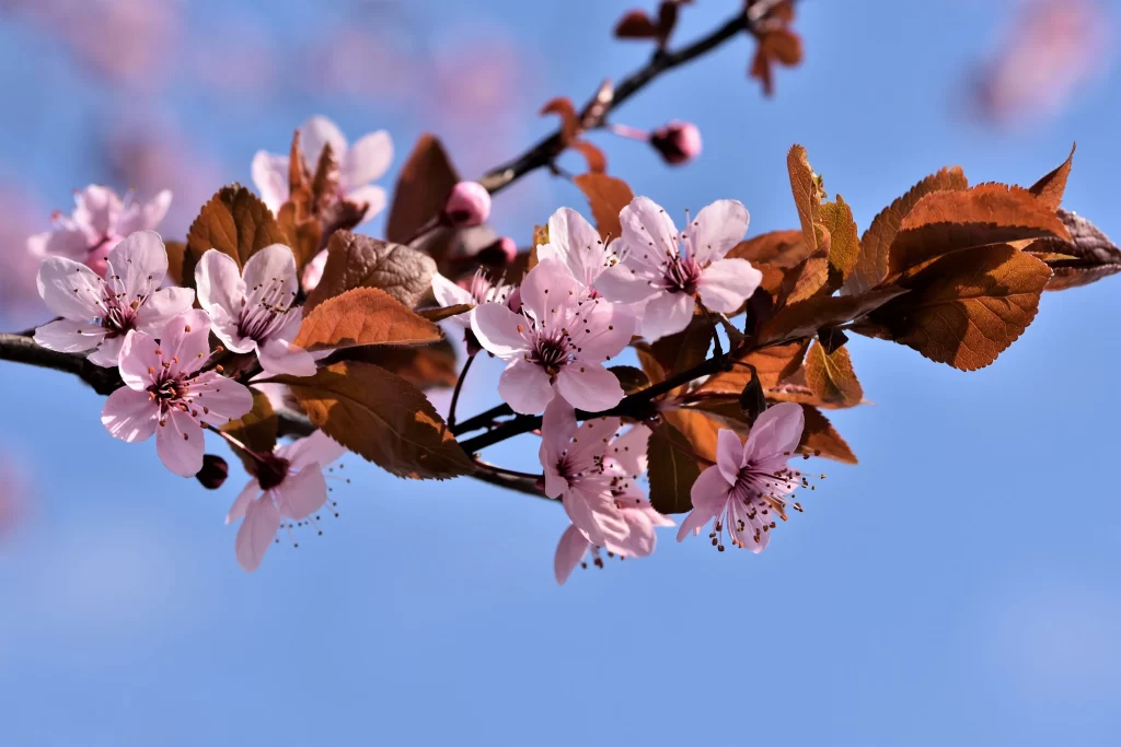 Cherry Blossom Pink White Brown Blue Sky