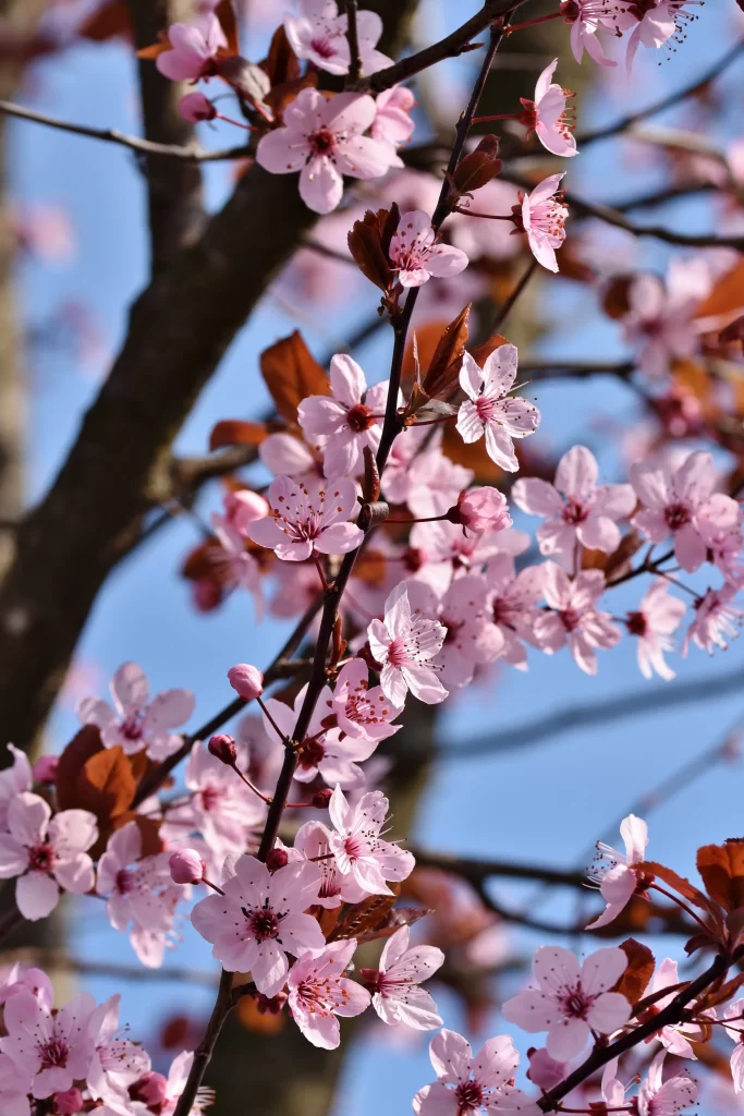 Cherry Blossom Pink White Red Petal Spring Branch