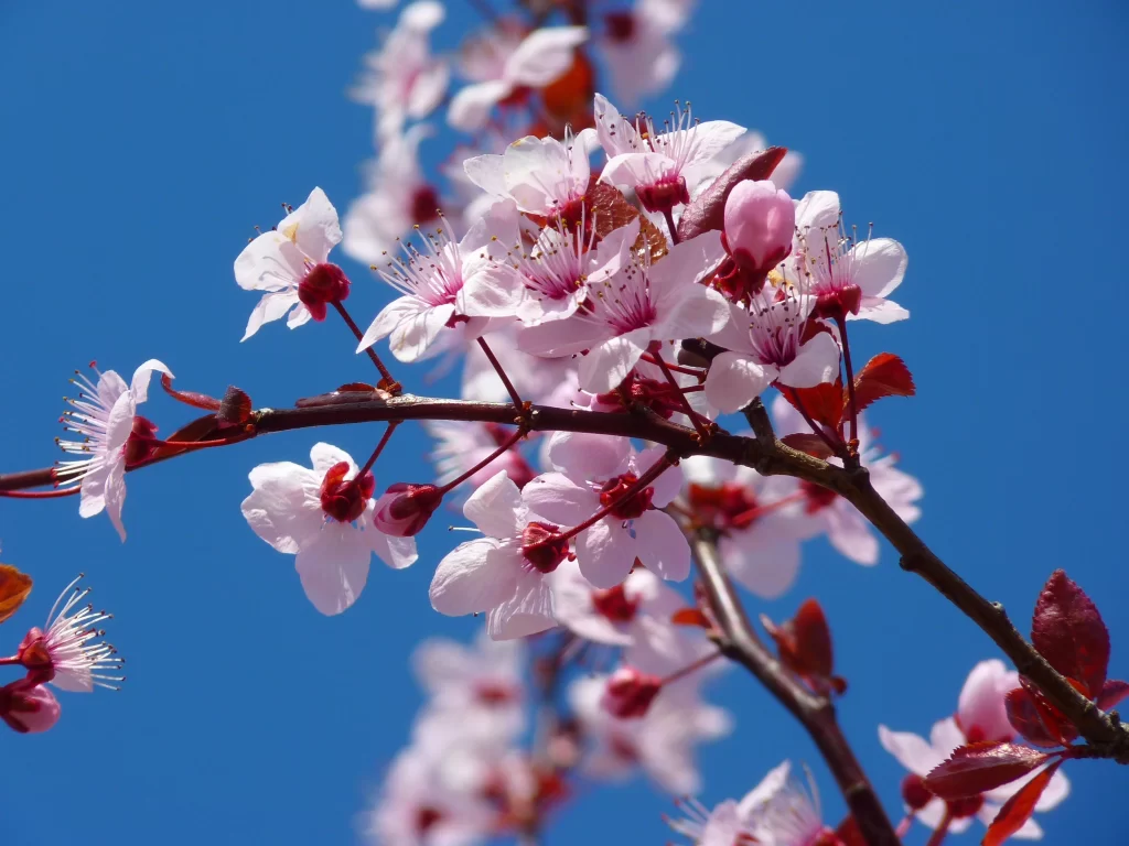 Cherry Blossom Pink White Red Blue cool Sky