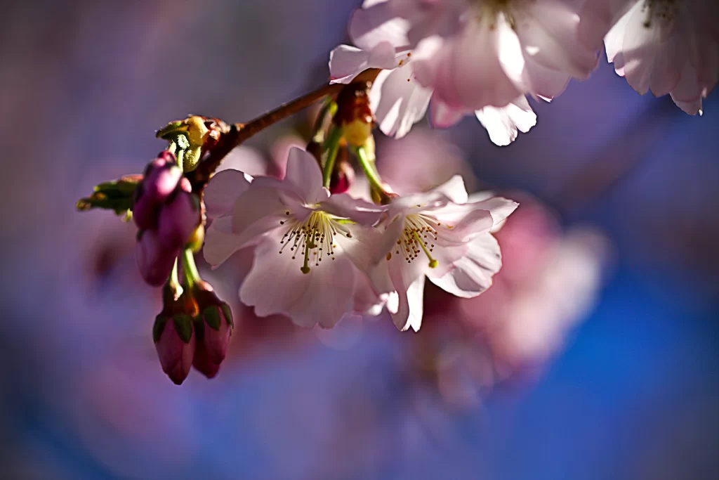 Cherry Blossom Pink White Petal Bloom Branch