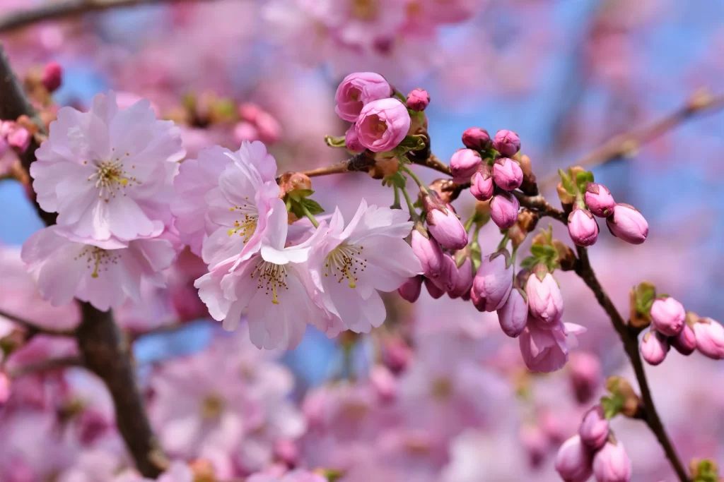 Cherry Blossom Pink White Petal Spring warm Branch