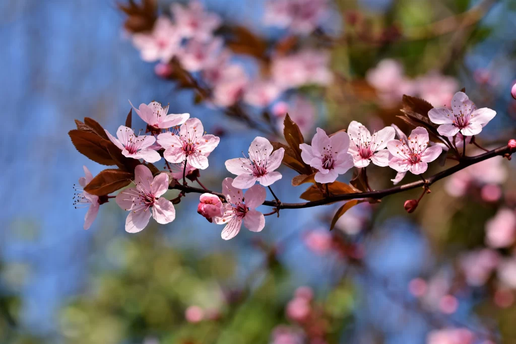 Cherry Blossom Pink White Red Green Blue