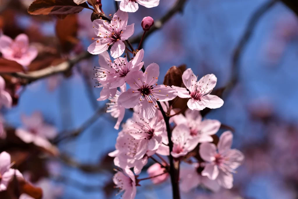Cherry Blossom Pink White Blue Sky cool Branch