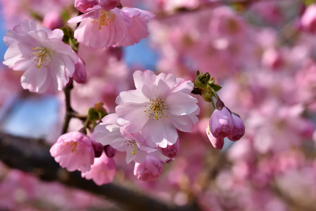 Cherry Blossom Pink White Petal Bloom Spring warm Branch