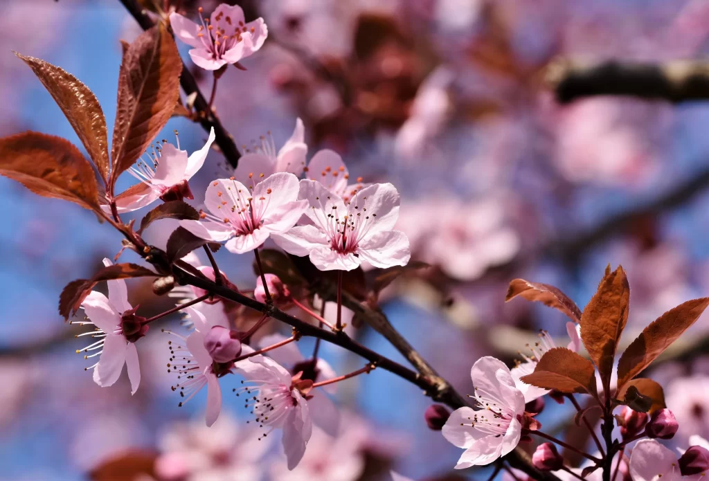 Cherry Blossom Pink White Red Petal warm Branch