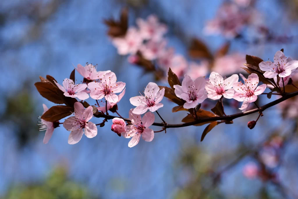 Cherry Blossom Pink White Blue Green