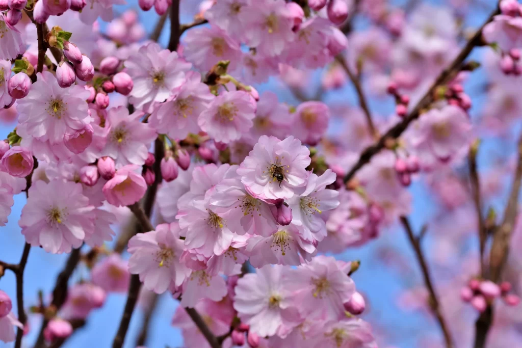 Cherry Blossom Pink White Blue Sky cool Branch