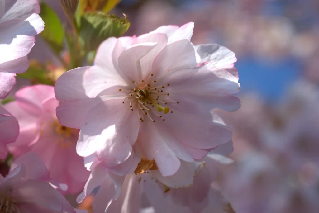 Cherry Blossom Pink White Petal Spring gray Branch