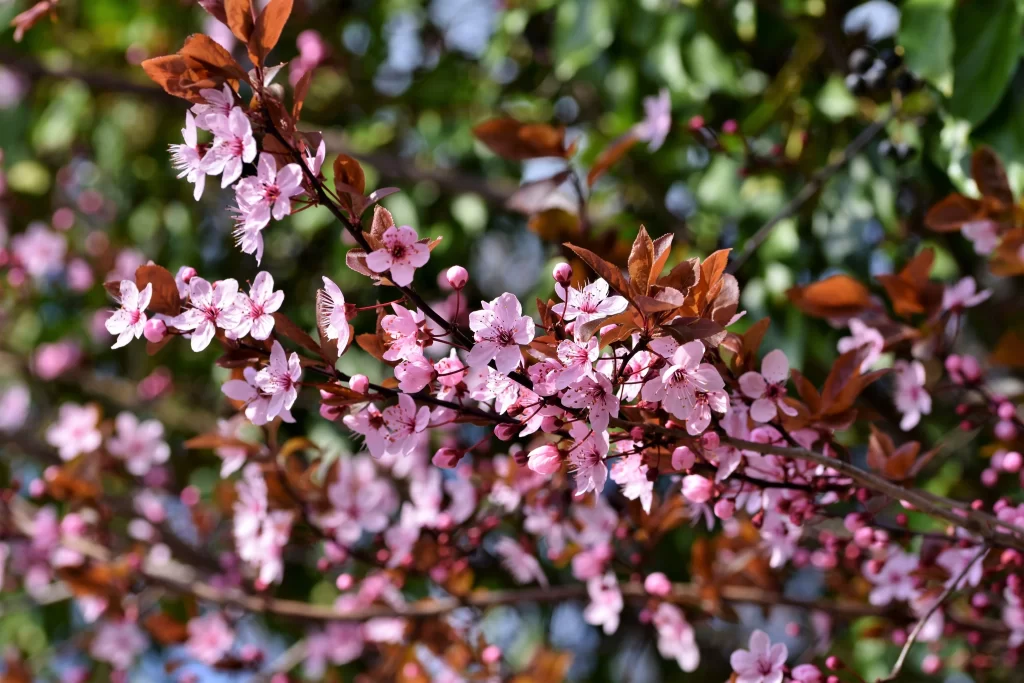 Cherry Blossom Pink White Red Green Brown