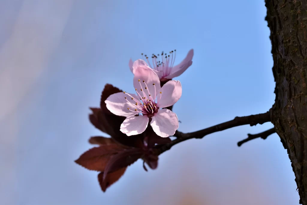 Cherry Blossom Pink White Petal Spring cool Branch