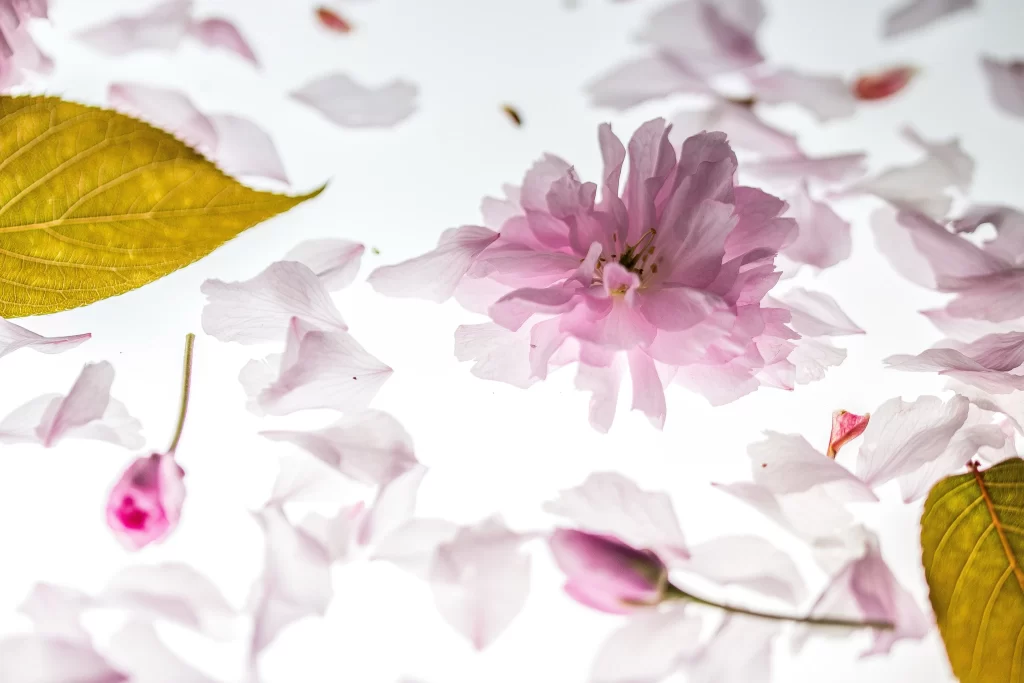 Cherry Blossom Pink White Yellow Green Petals Leaves
